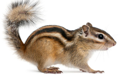 North west web and graphic design services - as lovely as a chipmunk