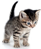 Bespoke website design services from Stripey Media leave you purring like a kitten